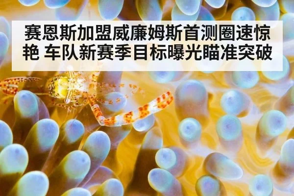 赛恩斯加盟威廉姆斯首测圈速惊艳 车队新赛季目标曝光瞄准突破